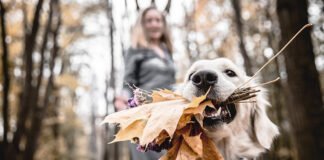 5 Activités amusantes à faire avec son chien cet automne