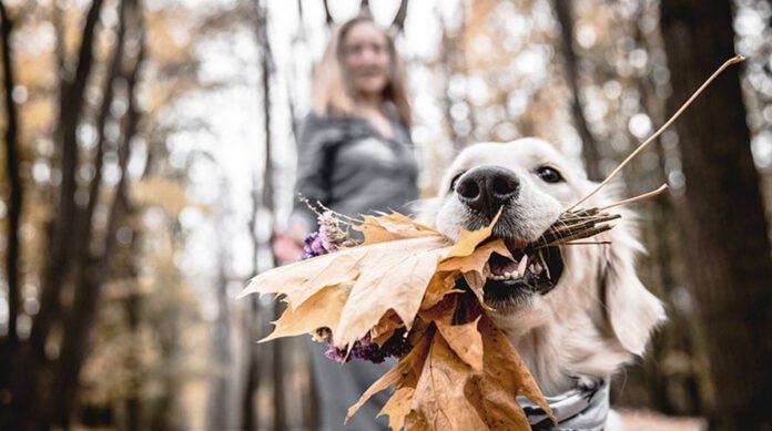 5 Activités amusantes à faire avec son chien cet automne