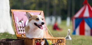 Activités amusantes à faire avec son chien