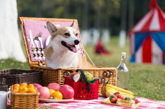 Activités amusantes à faire avec son chien