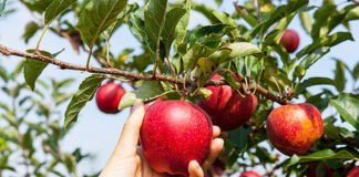 L'autocueillette de pommes dans les vergers