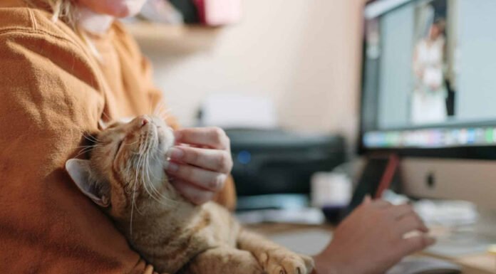 Les joies de posséder un chat