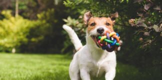 journée international du chien
