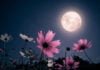 Les impacts de la pleine Lune sur l'humeur : Mythe ou Réalité ?