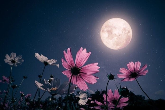 Les impacts de la pleine Lune sur l'humeur : Mythe ou Réalité ?
