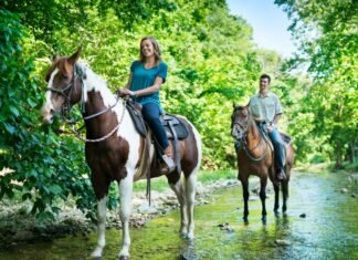 Une échappée majestueuse : une journée de promenade à cheval