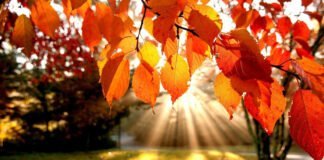 Admirer les couleurs d'automne : Une Échappée Chromatique