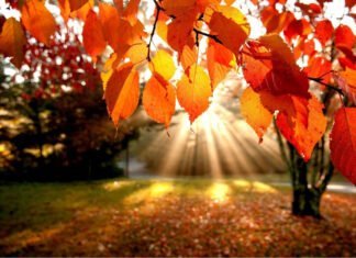 Admirer les couleurs d'automne : Une Échappée Chromatique