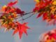Adieu été, soleil et chaleur ! Bonjour automne, grisaille et fraîcheur !