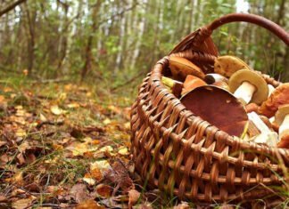 La meilleure période pour l'autocueillette des champignons: L'automne, la saison star !