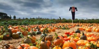 Champs de citrouilles : Une aventure incontournable pour toute la famille !