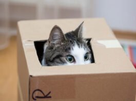 Les comportements étranges des chats : mythes et réalités