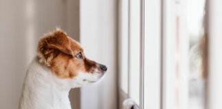 Combien de temps peut-on laisser son chien seul ?