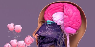 Les liens entre les odeurs et la mémoire : Une plongée dans nos souvenirs