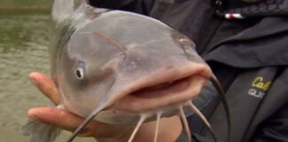 À la pêche de la la Barbue, le mystérieux Poisson-Chat