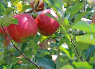L'Origine des Pommes en Amérique du Nord et Leurs Évolutions
