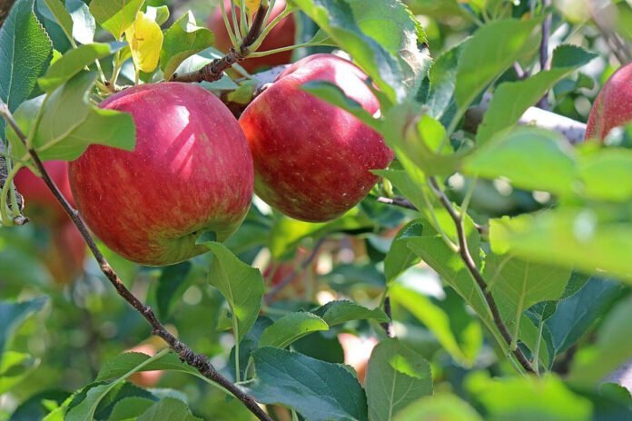 L'Origine des Pommes en Amérique du Nord et Leurs Évolutions