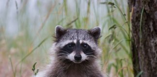 La Volonté des Citadins de ne pas avoir d'Animaux Sauvages dans leur Environnement