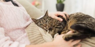 Le mystérieux ronronnement des chats : exploration d'un phénomène fascinant