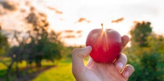 La Grande Saga de la Saison des Pommes : un Événement "Croquant"!