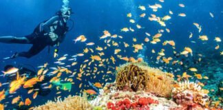 Le plaisir incommensurable de la plongée sous-marine