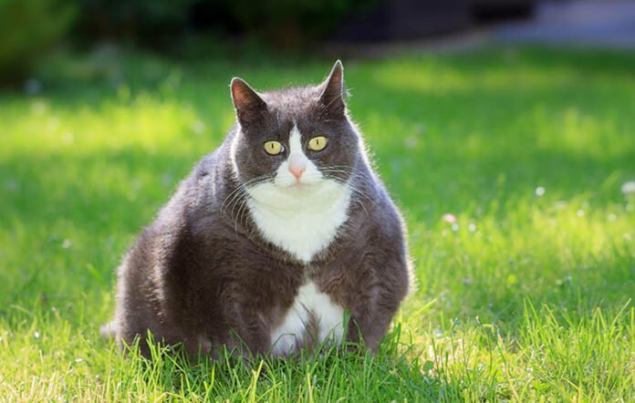 Le combat contre l'obésité des animaux de compagnie