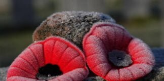 Pourquoi le Coquelicot en Novembre ?