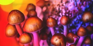 Champignons Magiques : Révolution dans la Santé Mentale ?