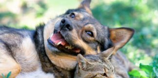 Quand Nos Animaux de Compagnie Deviennent Notre Tout