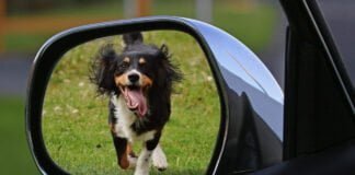Pourquoi nos Amis Canins S'acharnent sur les Voitures