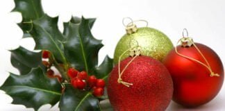 Le Houx : Éclat de Noël et Trésor des Traditions
