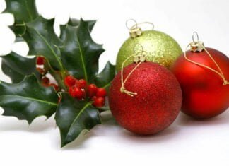 Le Houx : Éclat de Noël et Trésor des Traditions