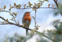 Le Concert Matinal de la Nature: Pourquoi les Oiseaux Nous Offrent Leur Symphonie