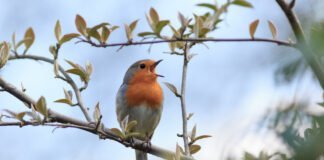 Le Concert Matinal de la Nature: Pourquoi les Oiseaux Nous Offrent Leur Symphonie
