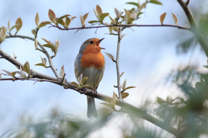 Le Concert Matinal de la Nature: Pourquoi les Oiseaux Nous Offrent Leur Symphonie