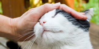 Comment Gagner la Confiance de son Chat : Tisser des Liens Félinement Forts