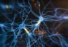 Les Neurones en Fuite: Le Compte à Rebours dès 25 ans