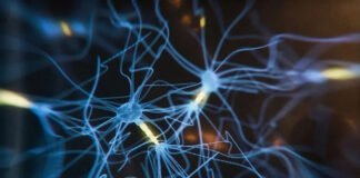 Les Neurones en Fuite: Le Compte à Rebours dès 25 ans