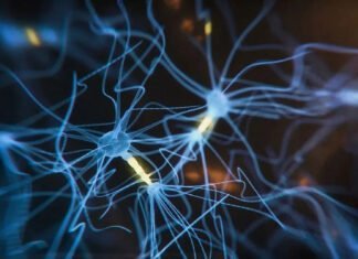 Les Neurones en Fuite: Le Compte à Rebours dès 25 ans