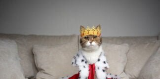 Le Chat: De Divinité à Roi du Canapé