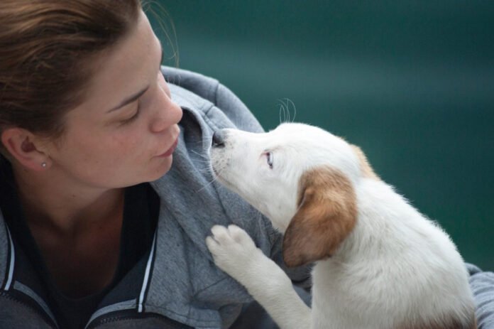 Le chien comprend-il vraiment le langage humain ?