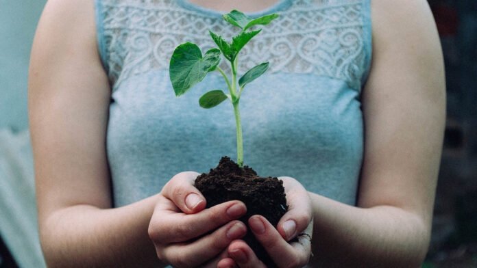 Est-ce que les plantes ressentent la douleur ?