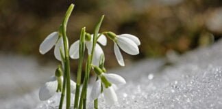 Embrassez le Printemps !
