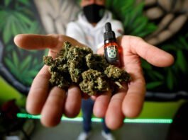 Le Cannabis Arrive en France