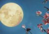 La Lune et Nous: Mystères Lunaires et Mythes Humains
