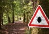 Lyme : La Menace Invisible des Tiques