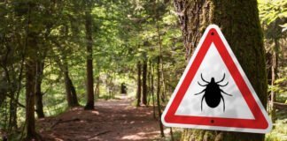 Lyme : La Menace Invisible des Tiques