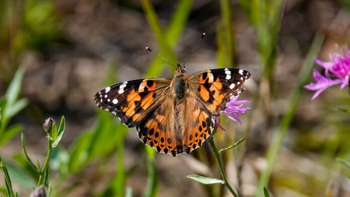 Des Papillons Voyagent 4 200 km Sans Escale