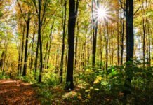 Les Forêts: Alliées de Notre Santé