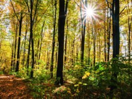 Les Forêts: Alliées de Notre Santé